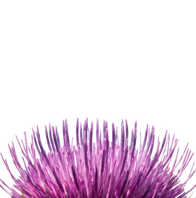 Milk Thistle